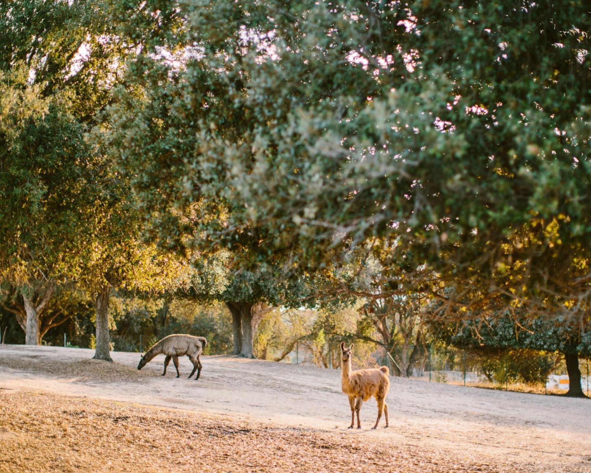 Domaine Naturiste De Riva Bella Linguizzetta Exterior foto